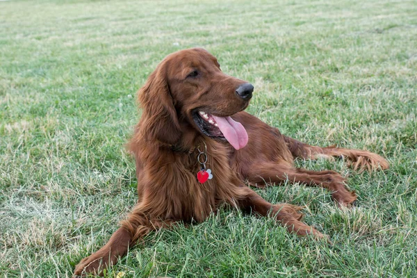 Portrait Irish Setter Dog Selective Focus Dog — Stock Photo, Image