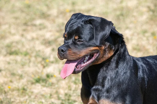 Yürüyüşe Çıkmış Bir Köpek Yavrusu Rottweiler Köpeğe Odaklan — Stok fotoğraf