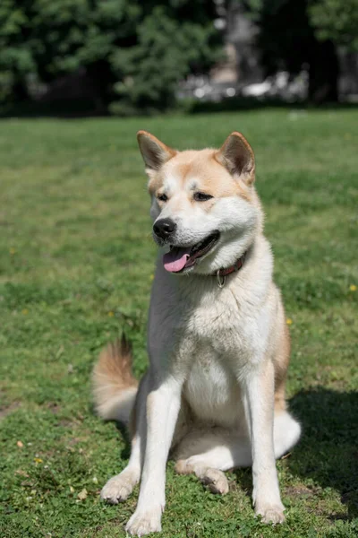 Close Akita Inu Dog Selective Foco Cão — Fotografia de Stock