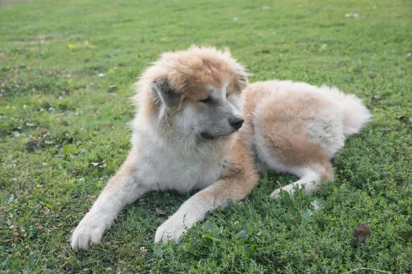 Primer Plano Retrato Joven Akita Inu Perro Enfoque Selectivo — Foto de Stock