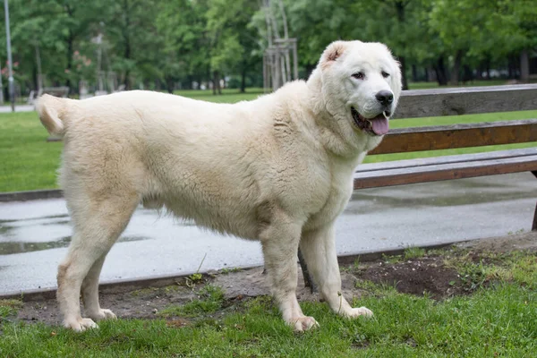 Central Asian Shepherd Dog Alabai Ancient Breed Regions Central Asia — Stockfoto