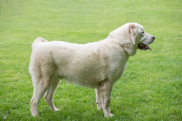 Central Asian Shepherd Dog Alabai Ancient Breed Regions Central Asia — Stockfoto