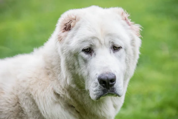 Central Asian Shepherd Dog Alabai Una Raza Antigua Las Regiones — Foto de Stock