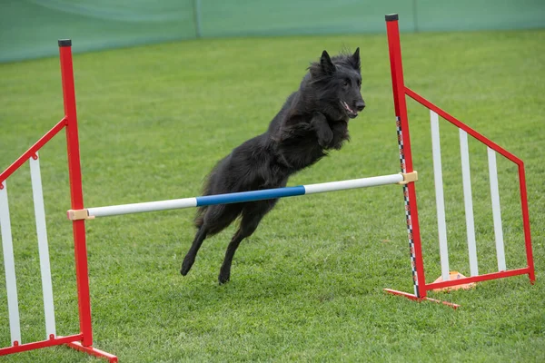 Chien Berger Belge Pur Sautant Par Dessus Obstacle Sur Compétition — Photo