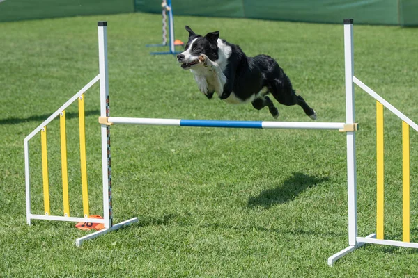 ボーダーCollie犬は敏捷性競争の障害を飛び越える 選択的焦点 — ストック写真