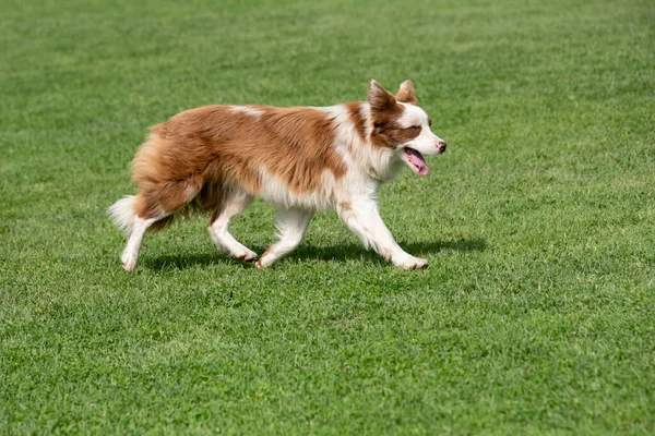 Retrato Purebred Border Collie Dog Enfoque Selectivo — Foto de Stock