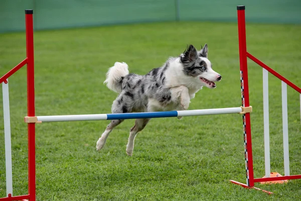 边境牧羊犬在敏捷竞争中跳过障碍 有选择的重点 — 图库照片