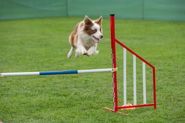 Border Collie Dog Jumping Obstacle Agility Competition Selective Focus — Stockfoto