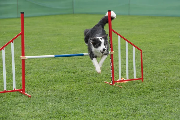 ボーダーCollie犬は敏捷性競争の障害を飛び越える 選択的焦点 — ストック写真