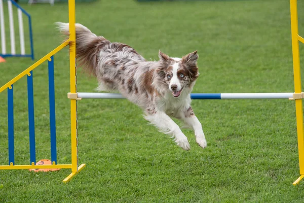 Çeviklik yarışmasında engellerin üzerinden atlayan Sınır Collie köpeği. Seçici odak