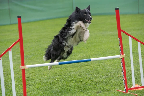 Border Collie Dog Jumping Obstacle Agility Competition Selective Focus — стоковое фото
