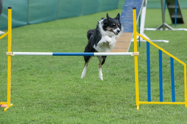 Çeviklik yarışmasında engellerin üzerinden atlayan Sınır Collie köpeği. Seçici odak