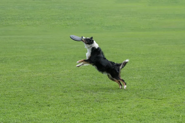 Purebred Border Collie Dog Catching Frisbee Jump — Stockfoto