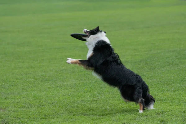 純血種ボーダーコリー犬キャッチフリスビーでジャンプ — ストック写真