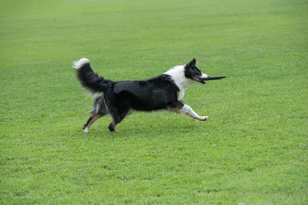 純血種ボーダーコリー犬キャッチフリスビーでジャンプ — ストック写真