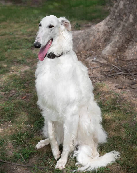 Barsoi Russisch Weiß Der Russische Barsoi Hund Sitzt Auf Dem — Stockfoto