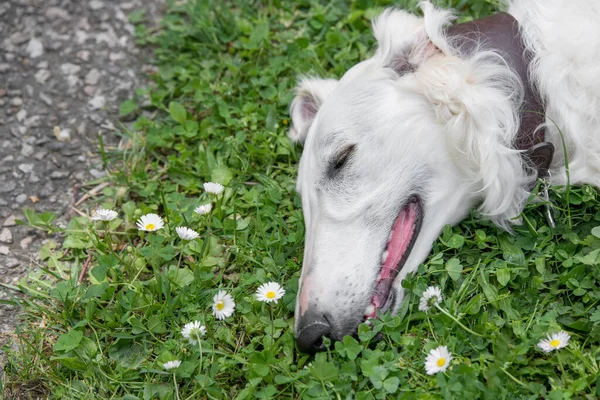 Borzoj Ruský Běloch Borzojský Ruský Pes Sedící Zelené Trávě Selektivní — Stock fotografie