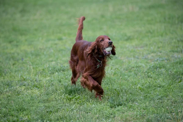 İrlanda setter tarla boyunca koşar. Seçmeli olarak köpeğe odaklan.