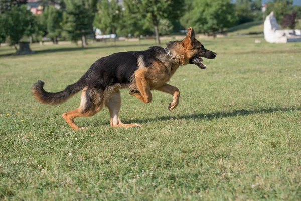 German Shepherd Running Green Grass Selective Focus Dog — Stock Photo, Image