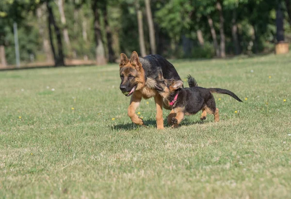 Dwa Owczarek Niemiecki Działa Przez Trawę Selektywne Skupienie Się Psie — Zdjęcie stockowe