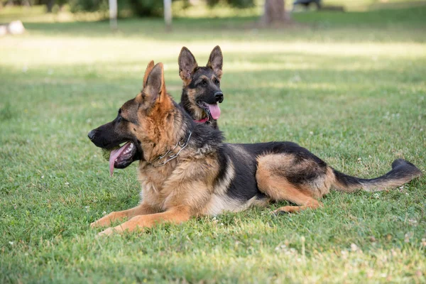 緑の草の上に座っているドイツの羊飼い2人 犬に焦点を当てます — ストック写真