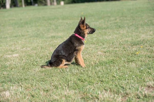 Owczarek Niemiecki Szczeniak Siedzi Trawie Selektywne Skupienie Się Psie — Zdjęcie stockowe