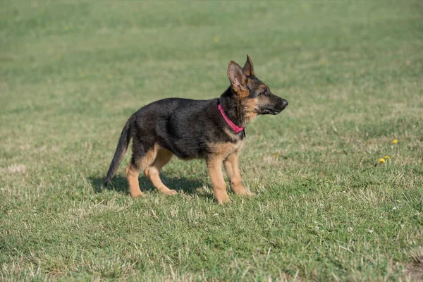 Alman Çoban Köpeği Çimlerin Üzerinde Oturuyor Köpeğe Odaklan — Stok fotoğraf