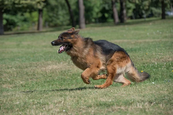 German Shepherd Running Green Grass Selective Focus Dog — Zdjęcie stockowe