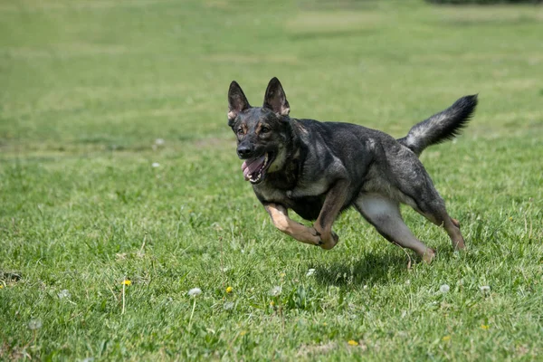 German Shepherd Running Grass Selective Focus Dog — Zdjęcie stockowe