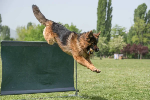 German Shepherd Agility Competition Bar Jump Proud Dog Jumping Obstacle — стоковое фото