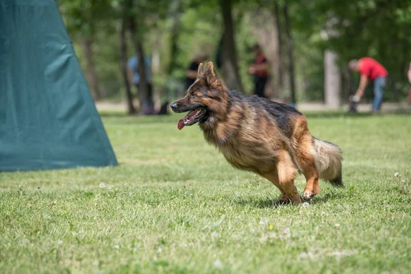 독일의 셰퍼드가 잔디를 나간다 선택적으로 개에게 초점을 맞추라 — 스톡 사진