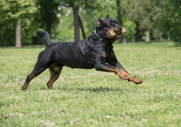 Rottweiler Correndo Grama Foco Seletivo Cão — Fotografia de Stock