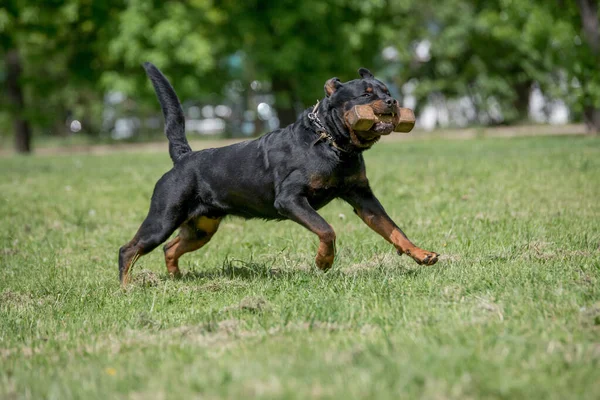 Rottweiler Cours Exécution Sur Herbe Mise Point Sélective Sur Chien — Photo