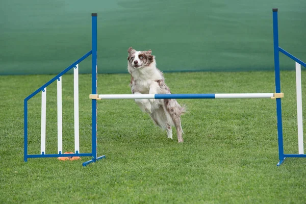 澳大利亚牧羊犬在敏捷竞争中跳过障碍 有选择的重点 — 图库照片