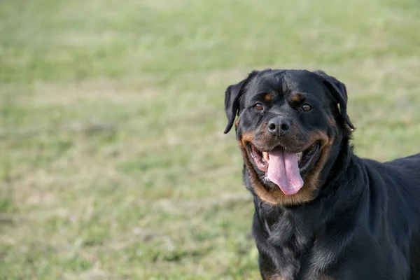 Purebred Rottweiler Dog Outdoors Nature Grass Meadow Summer Day Selective — Foto Stock