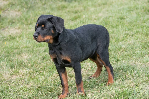 Rottweiler Het Gras Selectieve Focus Hond — Stockfoto