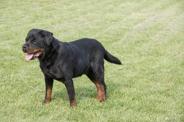 Young Purebred Rottweiler Dog Outdoors Nature Grass Meadow Summer Day — стокове фото