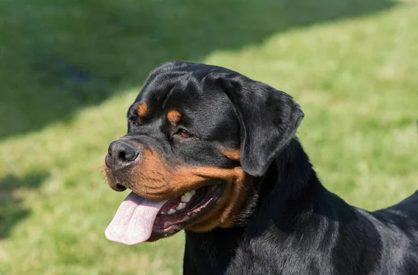 Rottweiler Relva Foco Seletivo Cão — Fotografia de Stock