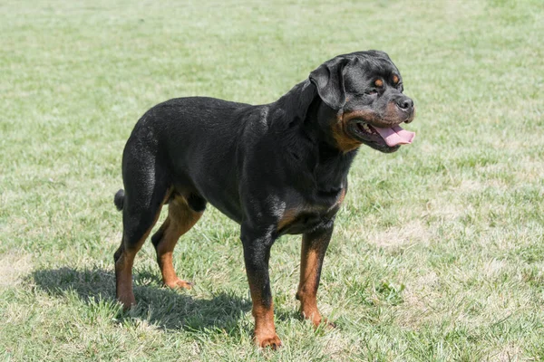 Young Purebred Rottweiler Dog Outdoors Nature Grass Meadow Summer Day — стоковое фото