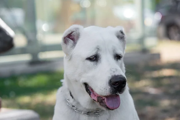 Orta Asya Çoban Köpeği Alabai Orta Asya Nın Bölgelerinden Eski — Stok fotoğraf