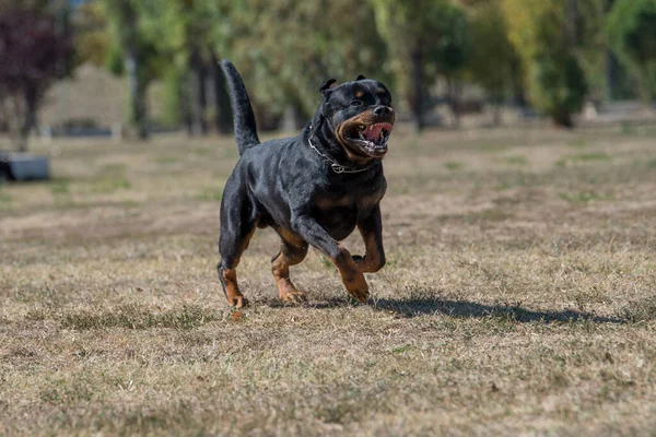 Çimenlerde Koşan Rottweiler Köpeği Köpeğe Odaklanın — Stok fotoğraf