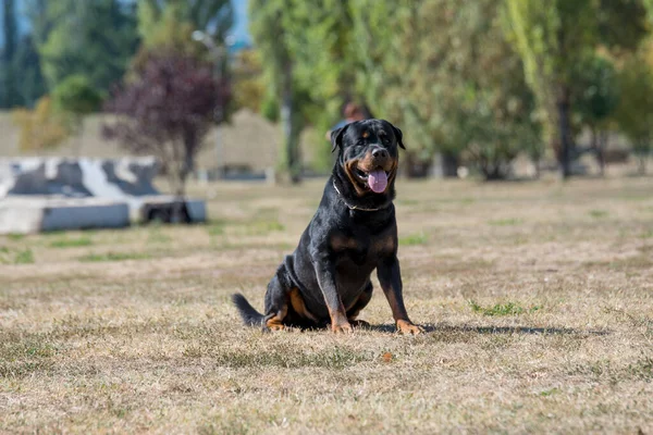 Rottweiler Pes Zelené Trávě Venku Selektivní Zaměření Psa — Stock fotografie