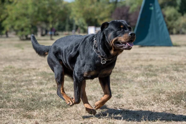 Yeşil çimlerin üzerinde Rottweiler köpeği. Köpeğe odaklan.