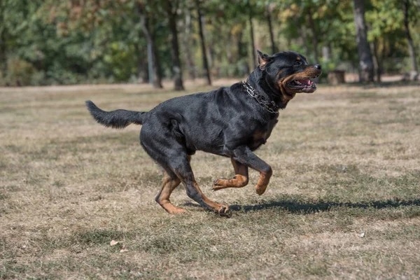 Rottweiler Hond Loopt Door Het Gras Selectieve Focus Hond — Stockfoto
