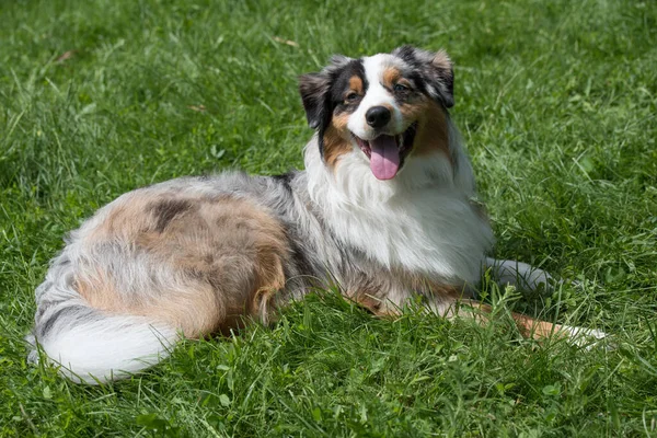 Genç ve güzel bir Avustralyalı çoban köpeği dilini dışarı çıkarırken çimlerin üzerinde duruyor ve mutlu ve neşeli görünüyor. Avustralya çoban köpeği zeki, uyanık ve sadık köpekleriyle tanınan bir cinstir..