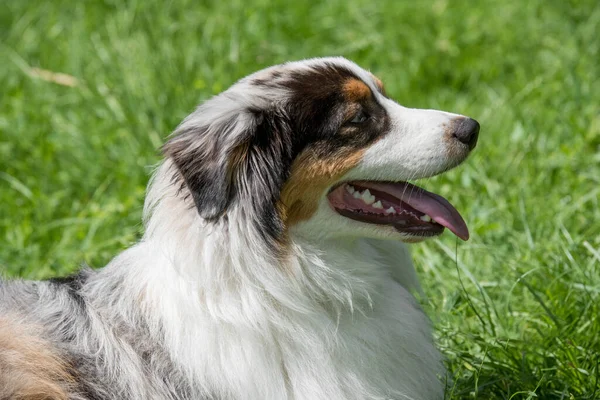 Australian Shepherd Perro Acostado Aire Libre Verano — Foto de Stock