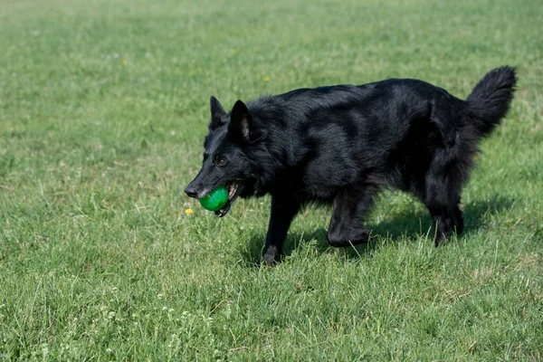 Belgian Shepherd Running Grass Selective Focus Dog — Stock Photo, Image