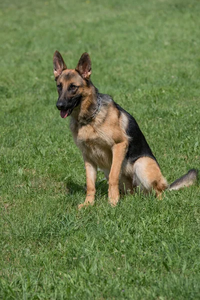 German Shepherd Sitting Green Grass Selective Focus — стокове фото