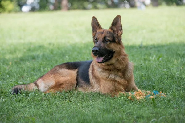 Owczarek Niemiecki Siedzi Zielonej Trawie Selektywne Skupienie Się Psie — Zdjęcie stockowe