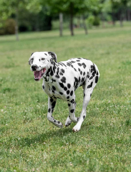 Adorable Black Dalmatian Dog Outdoors Summer — Zdjęcie stockowe